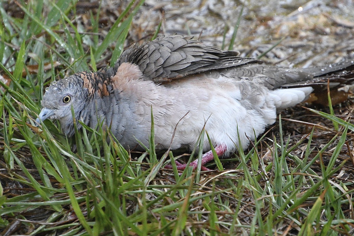 Bar-shouldered Dove - ML642798746