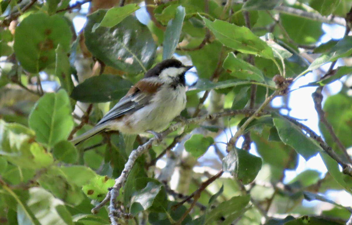 Chestnut-backed Chickadee - ML642798758