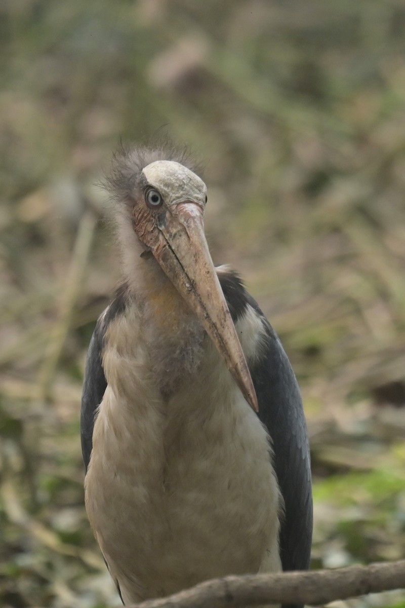 Lesser Adjutant - ML642798760