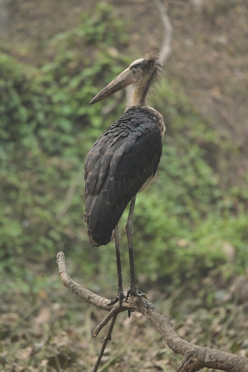 Lesser Adjutant - ML642798761