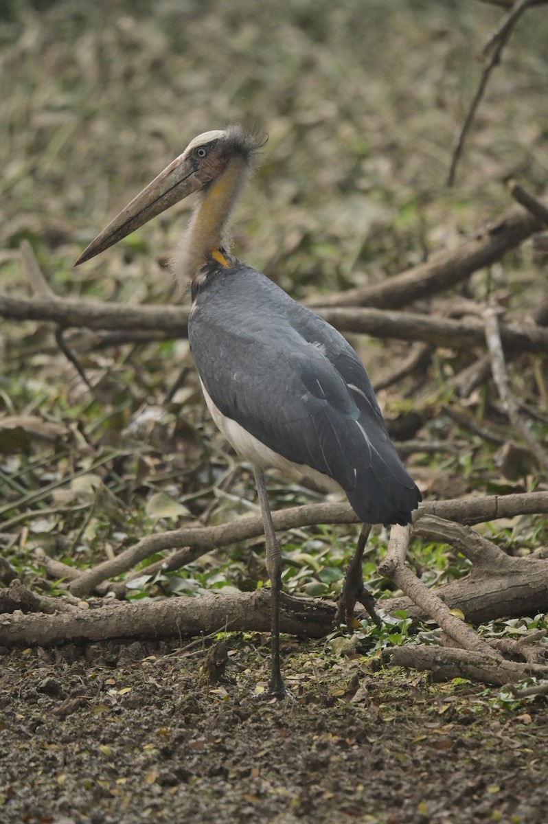Lesser Adjutant - ML642798762