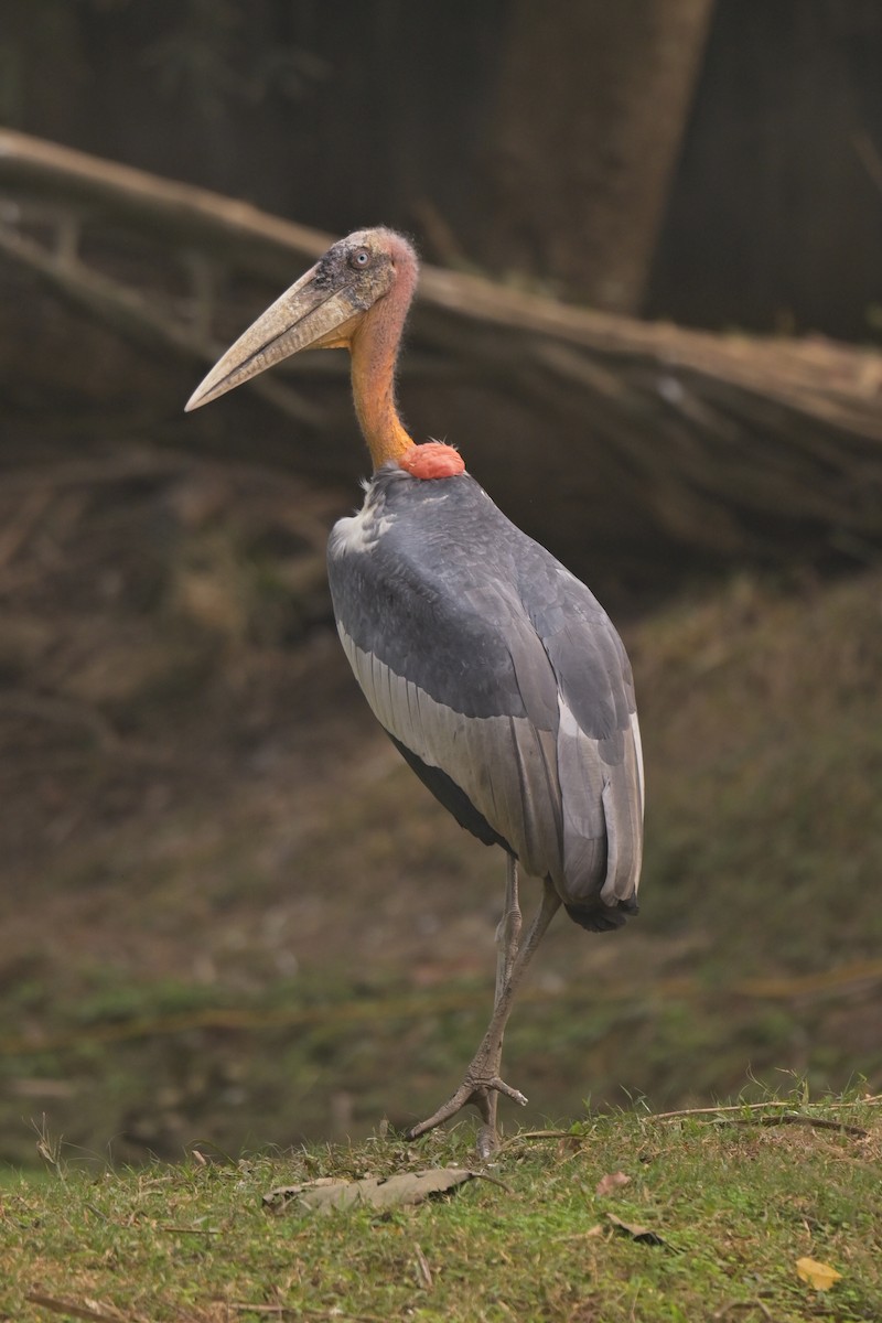 Greater Adjutant - ML642798763
