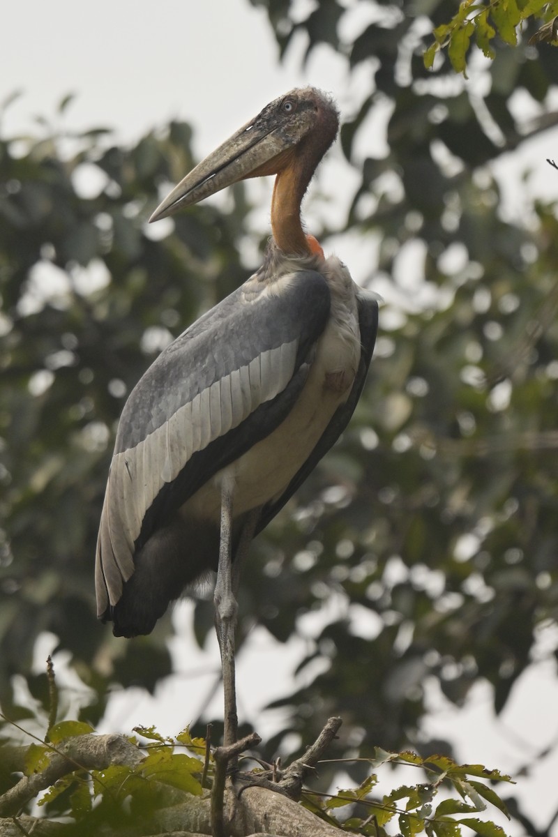 Greater Adjutant - ML642798764