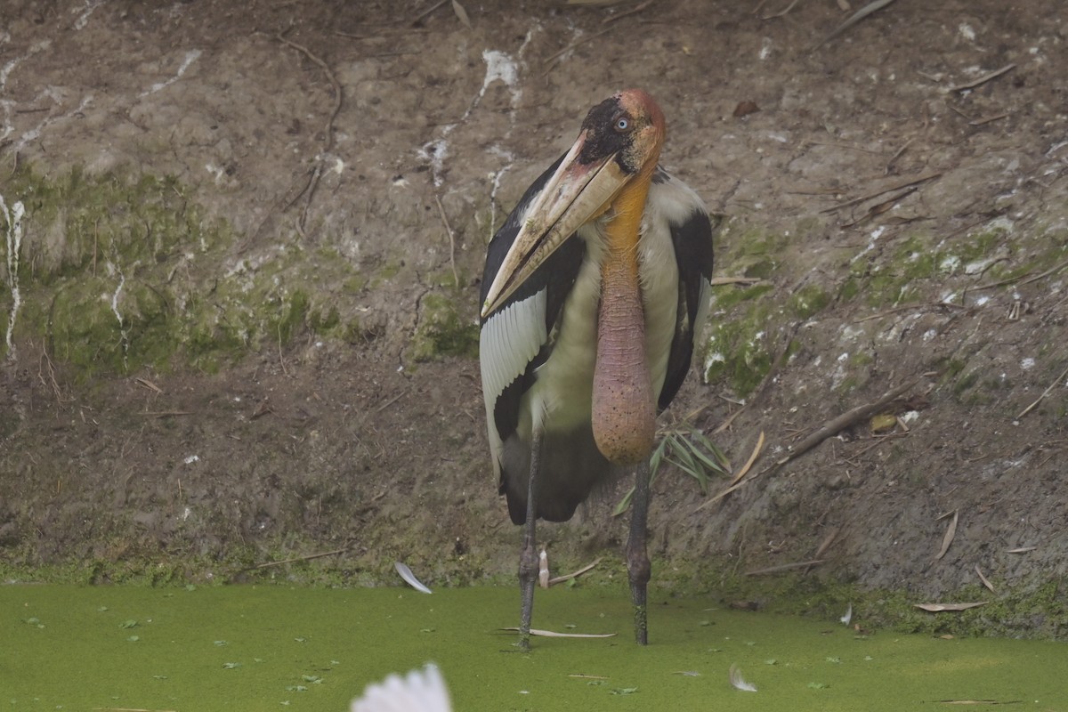 Greater Adjutant - ML642798765