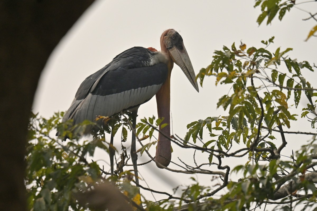 Greater Adjutant - ML642798766