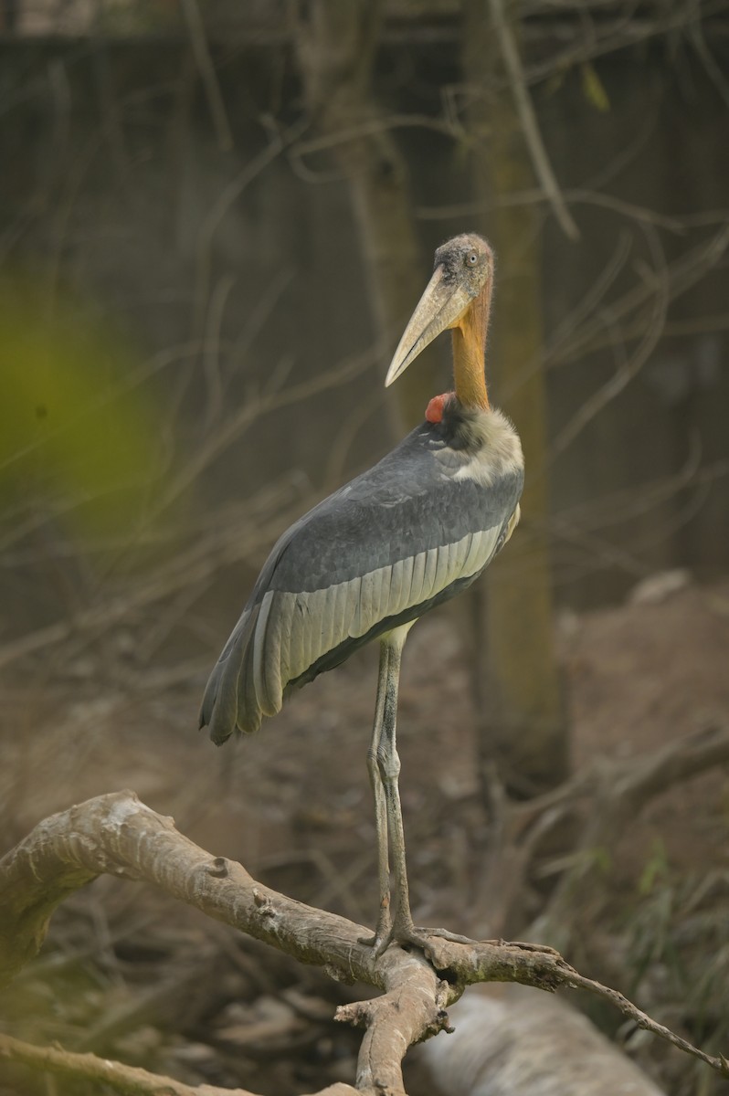 Greater Adjutant - ML642798767