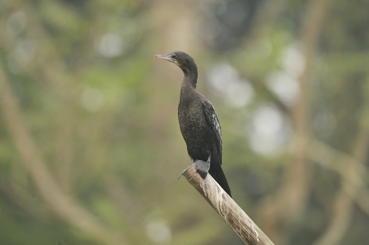 Little Cormorant - ML642798769