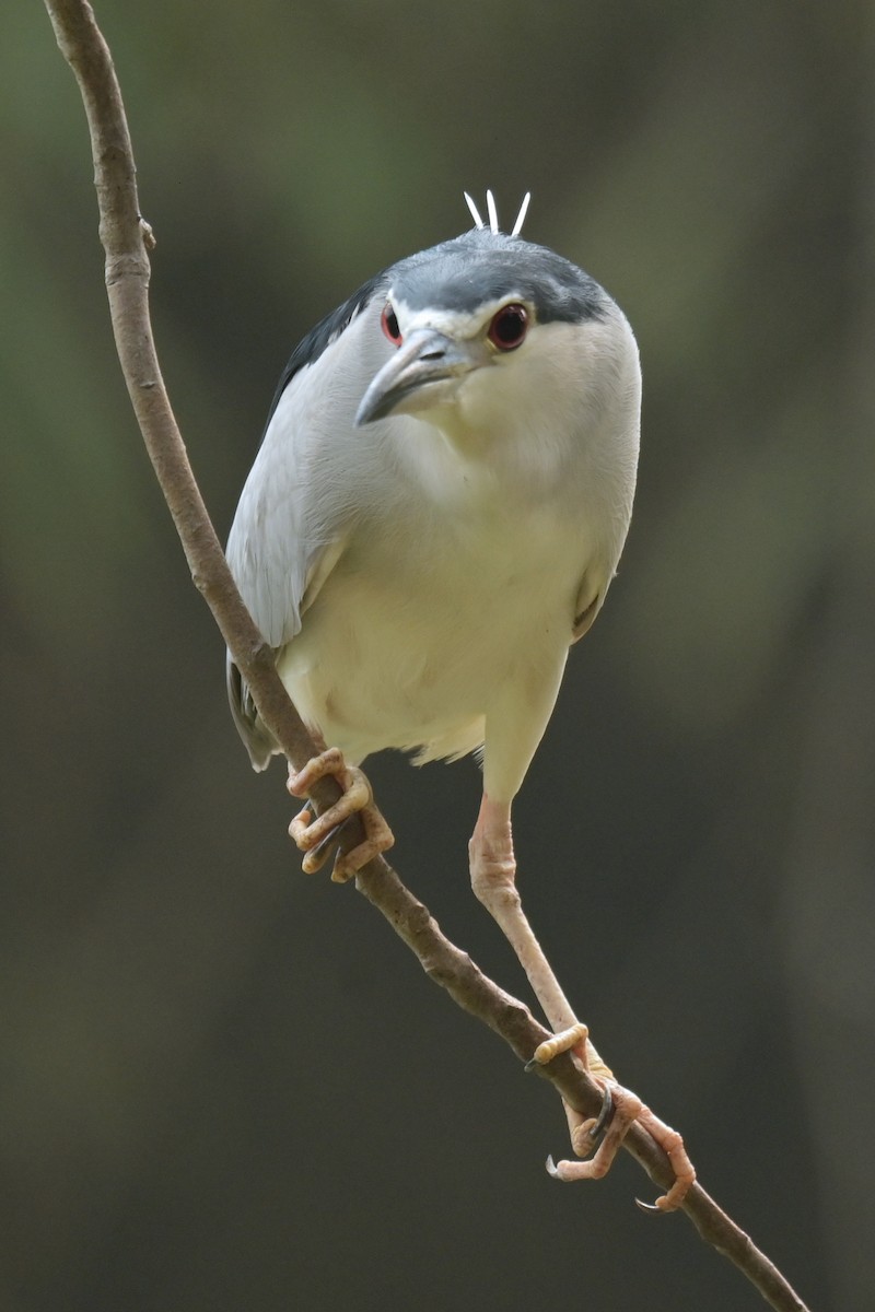 Ногоовор зашин - ML642798770