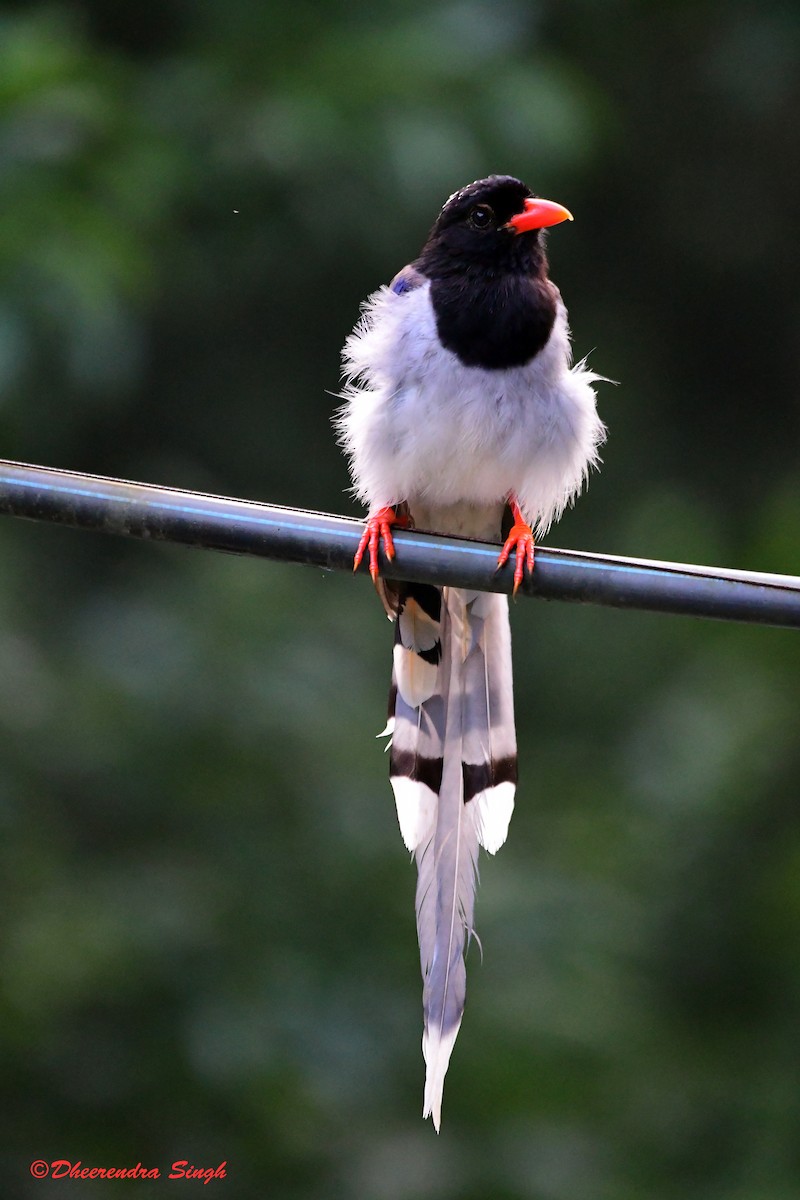 Red-billed Blue-Magpie - ML642798773