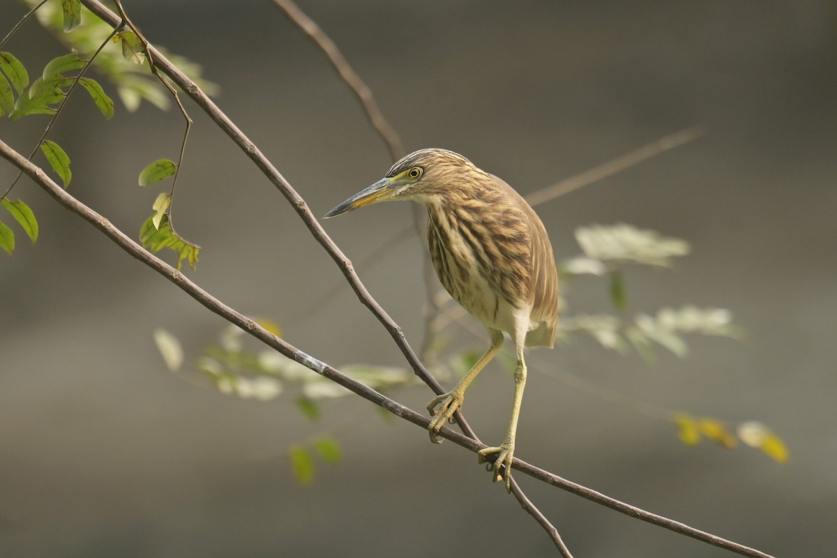 Indian Pond-Heron - ML642798779