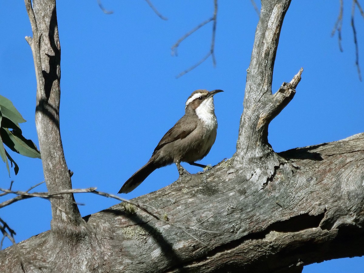 White-browed Babbler - ML642798806