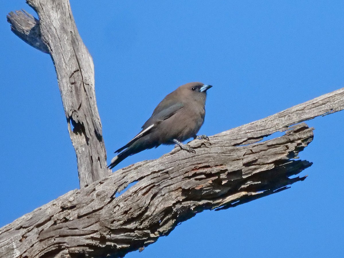 Dusky Woodswallow - ML642798812