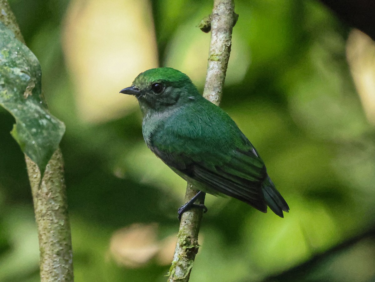 Velvety Manakin - ML642798815