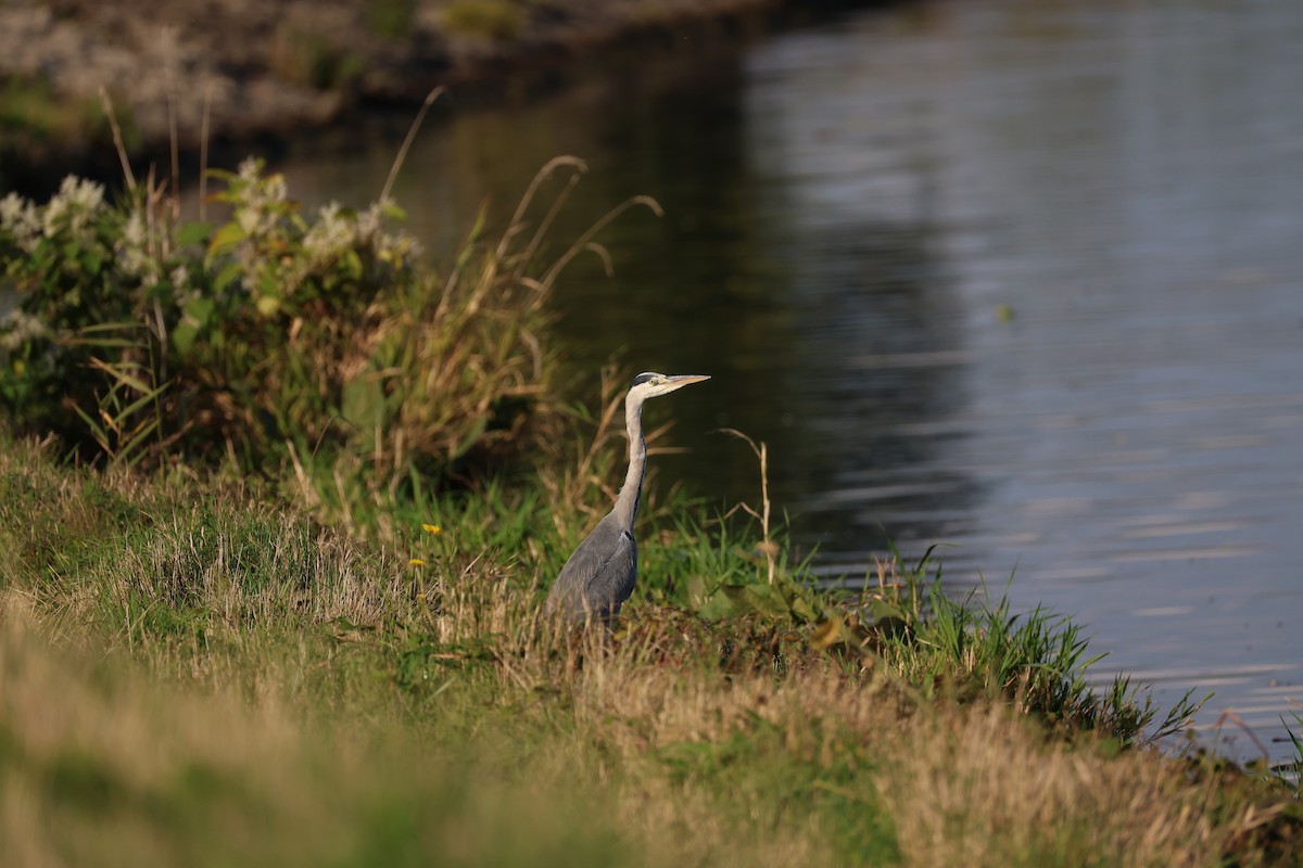 Gray Heron - ML642798831