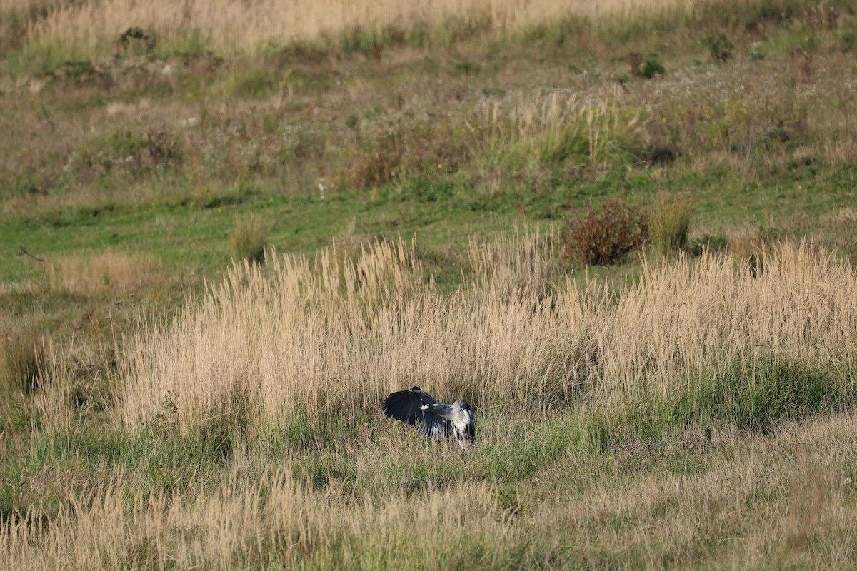 Gray Heron - ML642798836