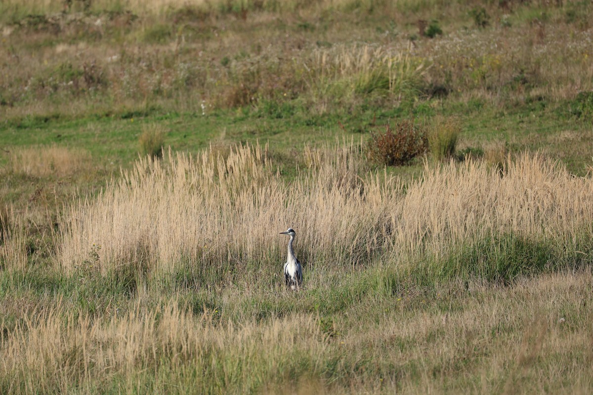 Gray Heron - ML642798837