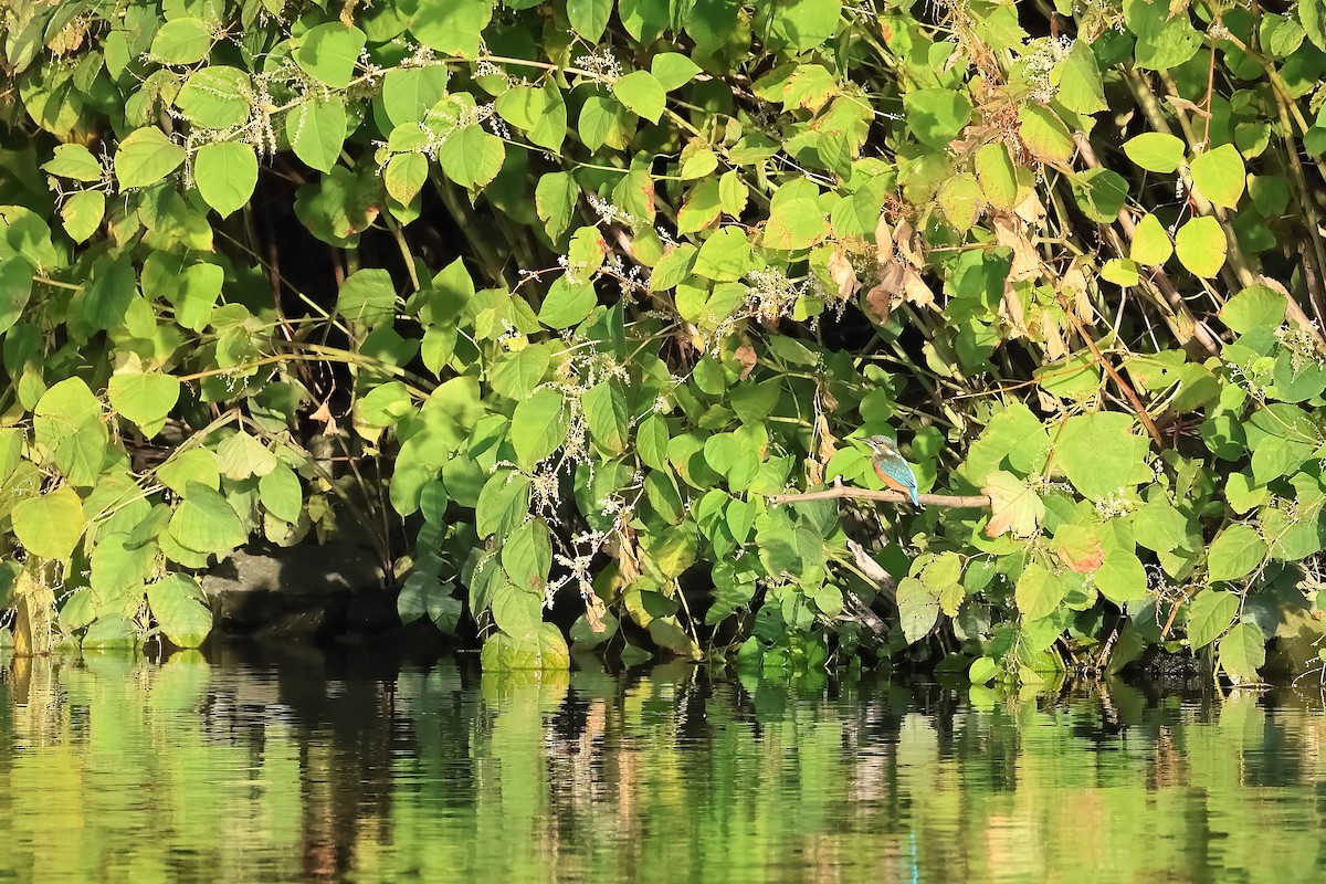 Common Kingfisher - ML642798838