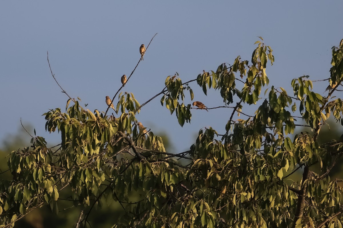 ムネアカヒワ - ML642798841