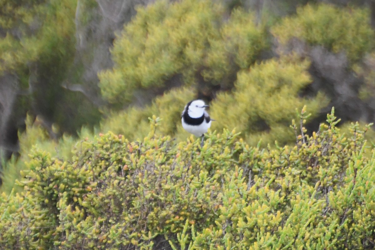 White-fronted Chat - ML642798852