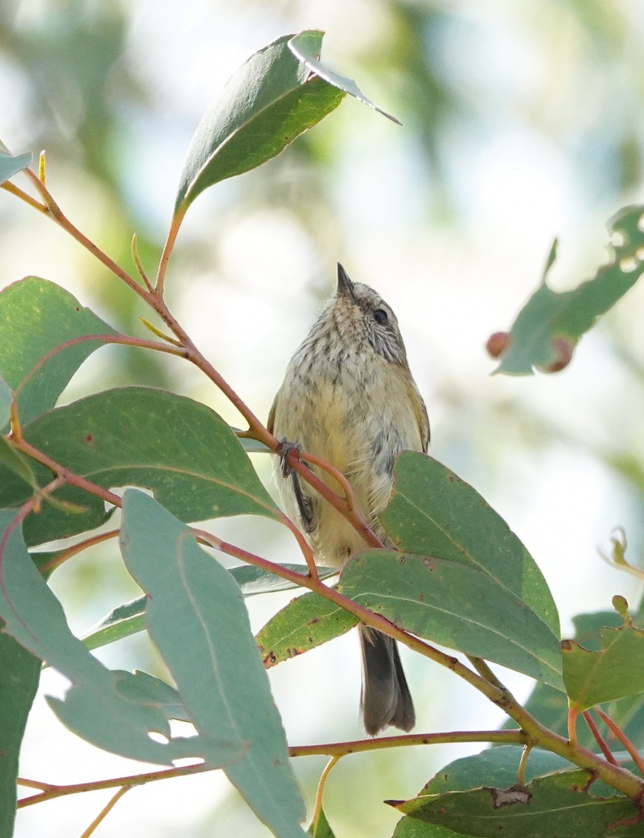 Striated Thornbill - ML642798853