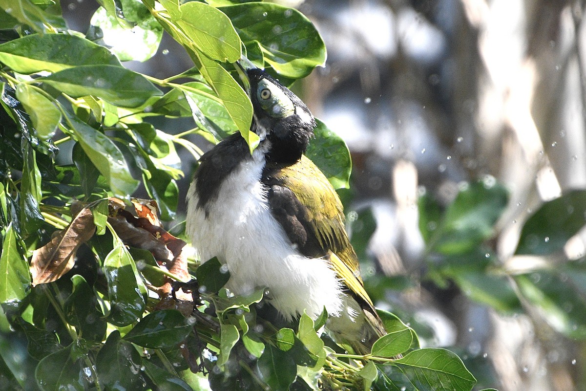 Blue-faced Honeyeater (White-quilled) - ML642798856
