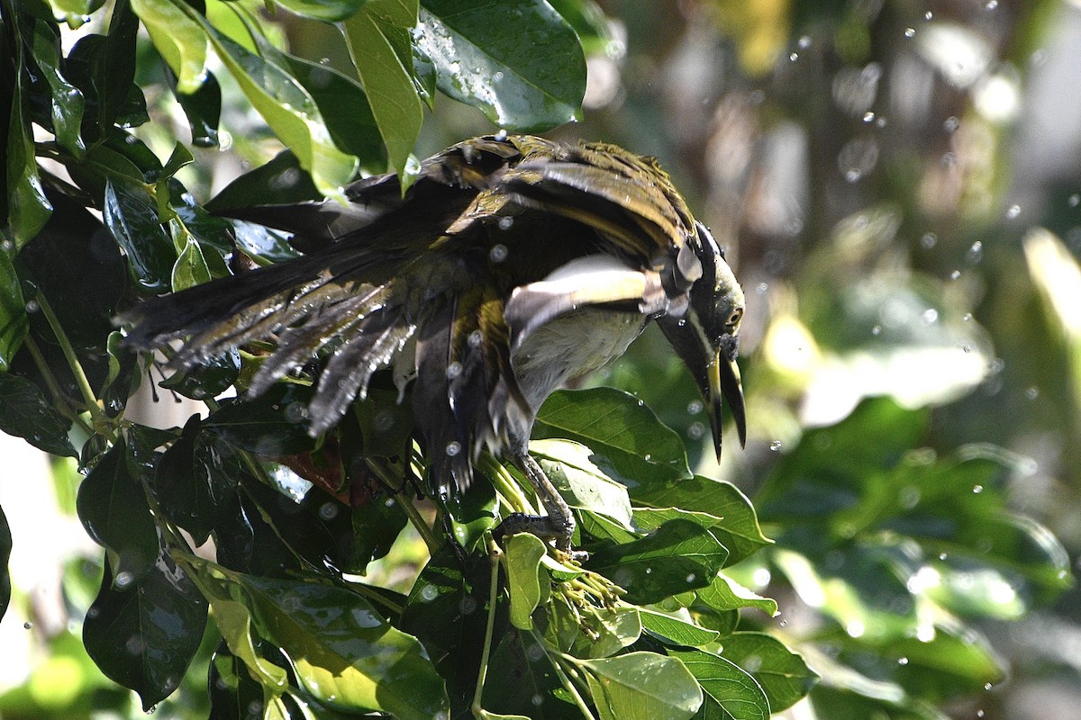 Blue-faced Honeyeater (White-quilled) - ML642798857