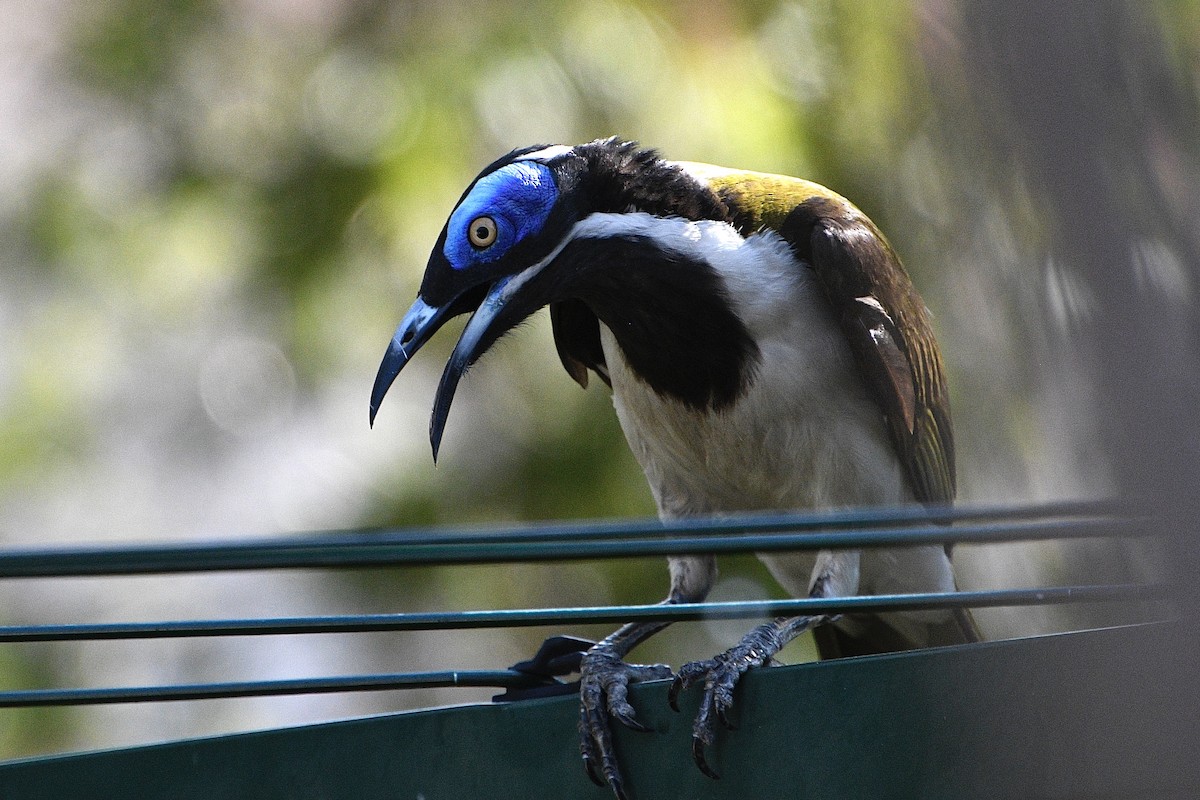 Blue-faced Honeyeater (White-quilled) - ML642798858