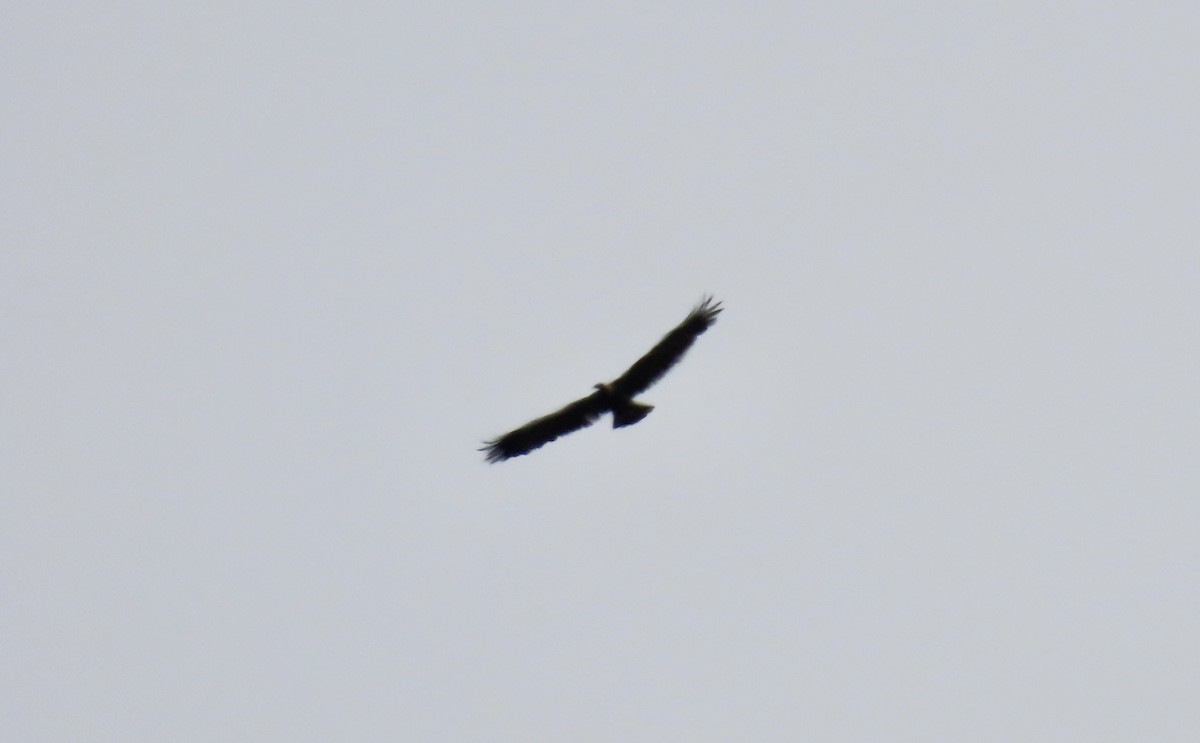 Golden Eagle - ML642798859