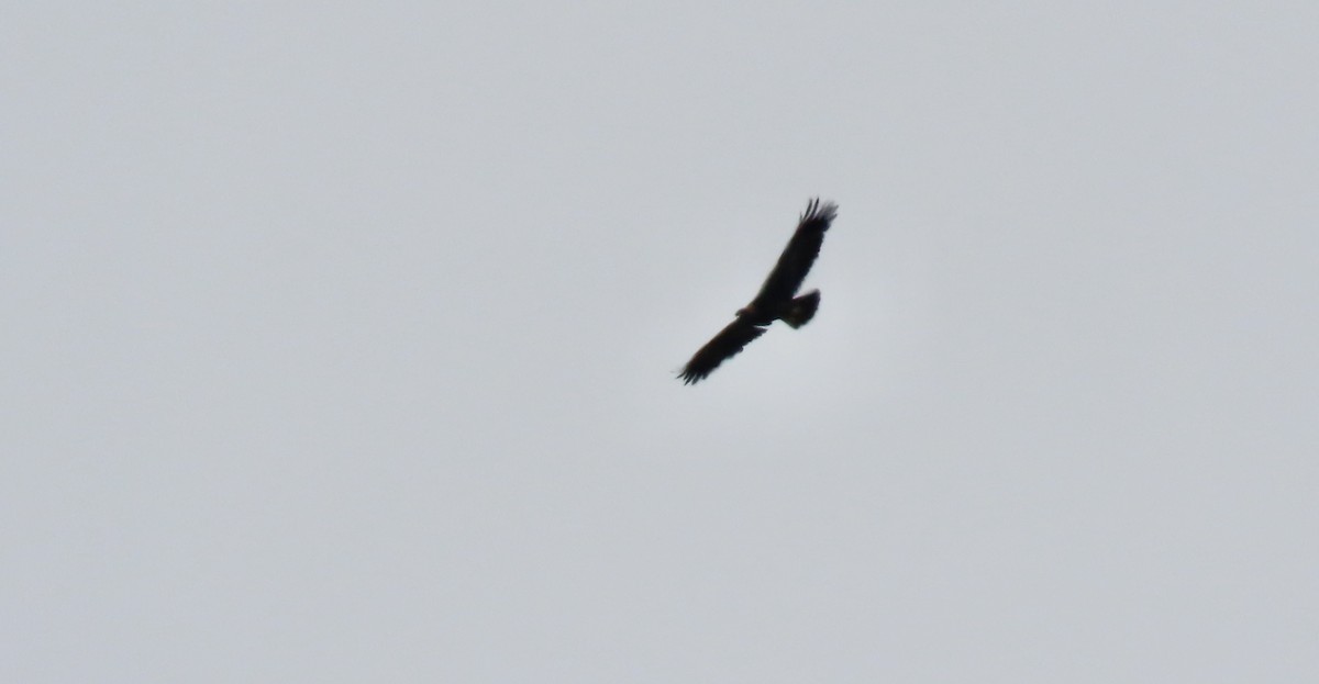 Golden Eagle - ML642798861