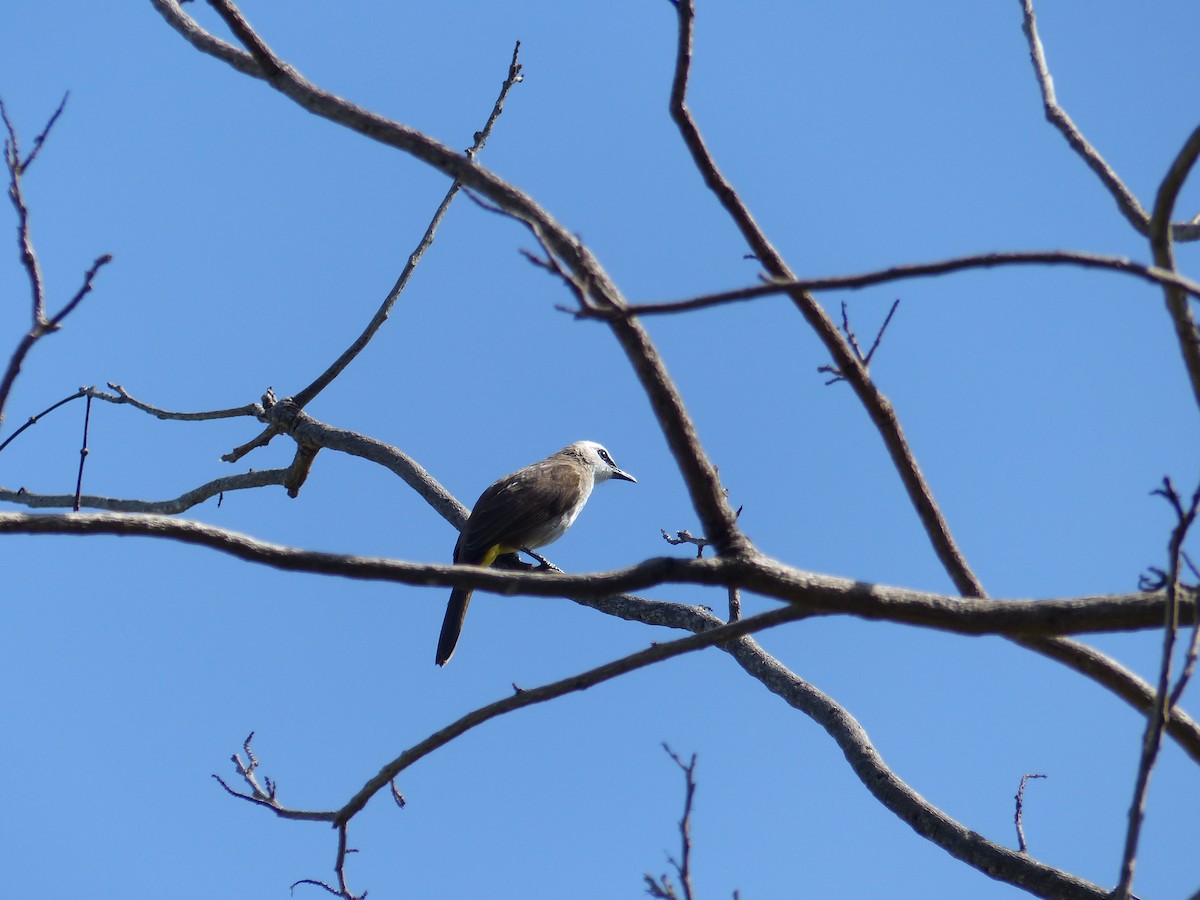 Yellow-vented Bulbul - ML642798863