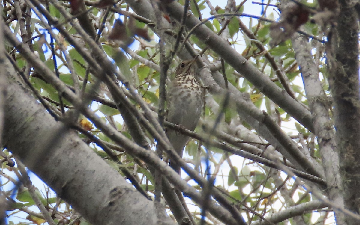 Hermit Thrush - ML642798875