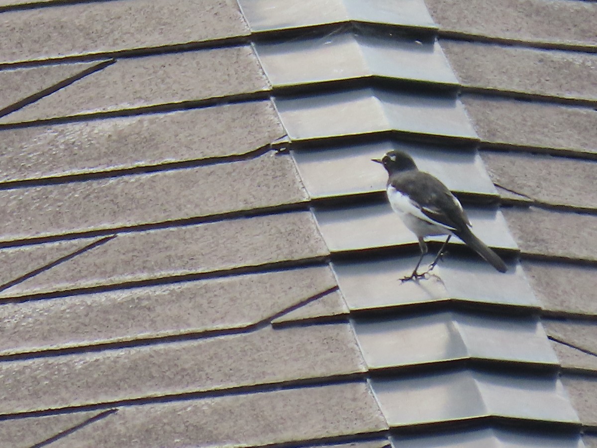 Japanese Wagtail - ML642798876
