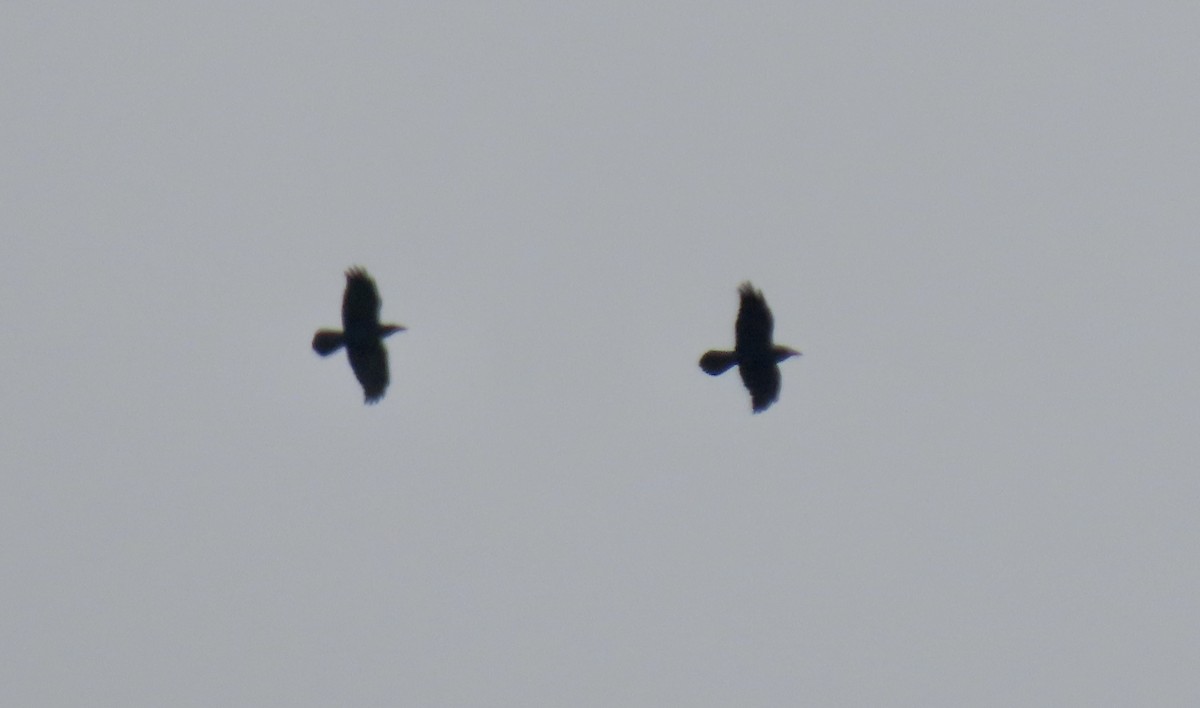 Common Raven - ML642798883