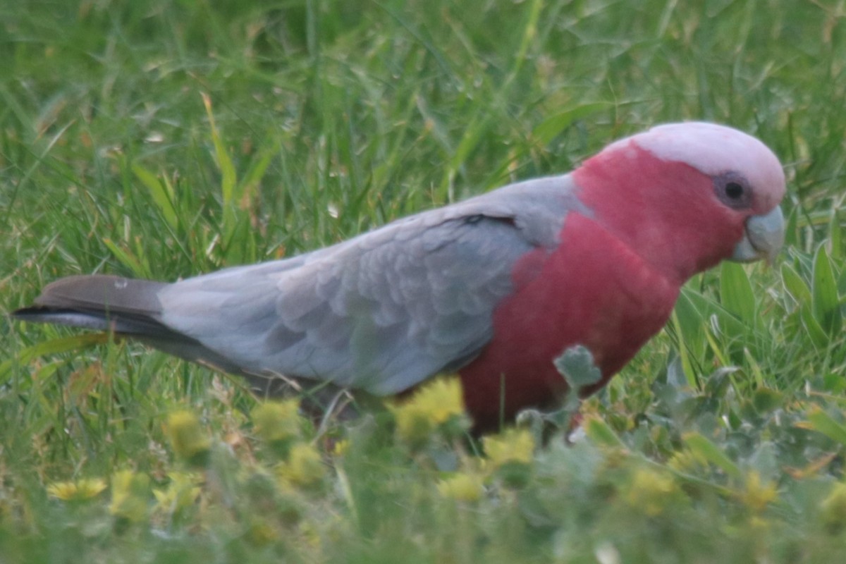 Galah - ML642798914