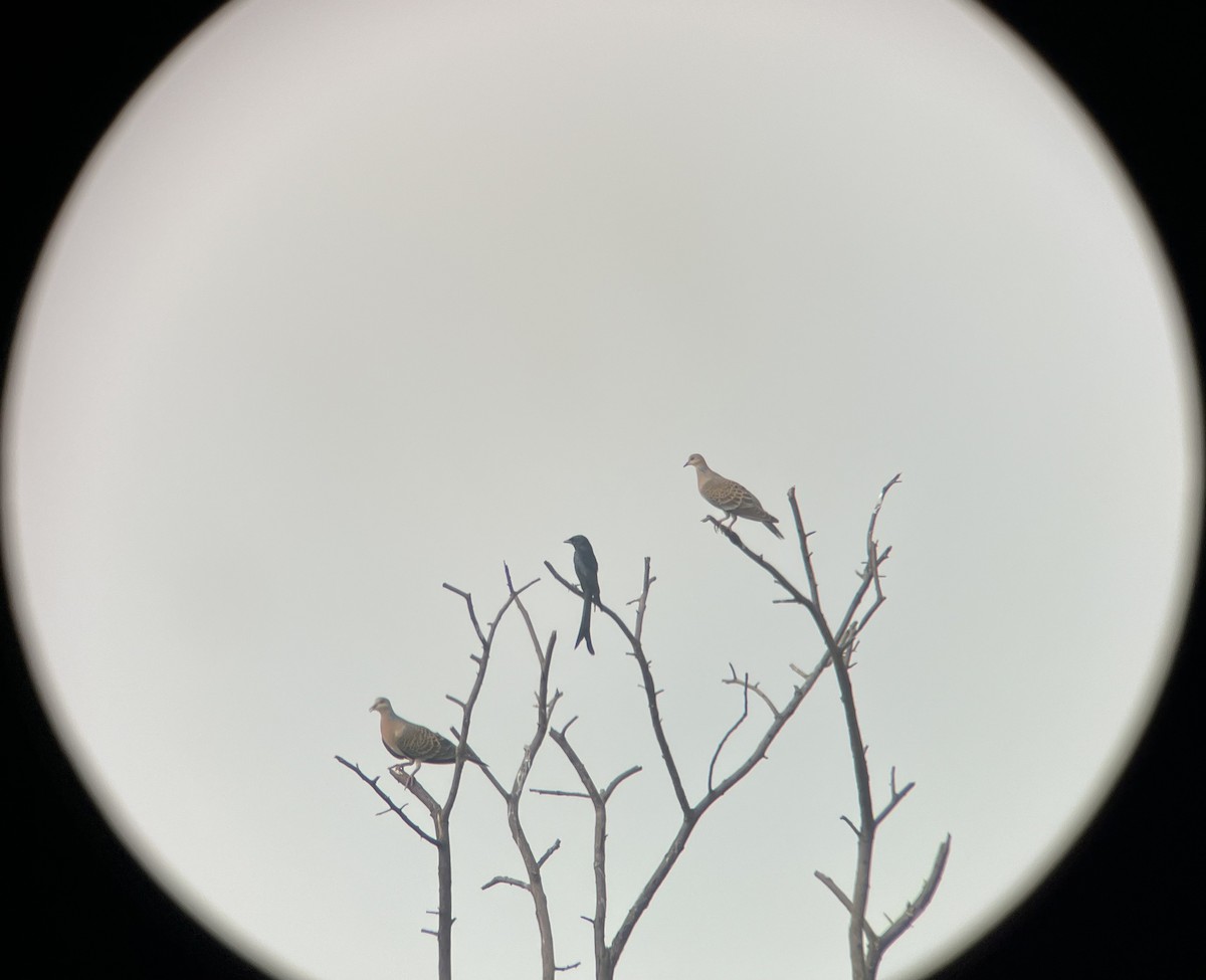 Oriental Turtle-Dove - ML642798934