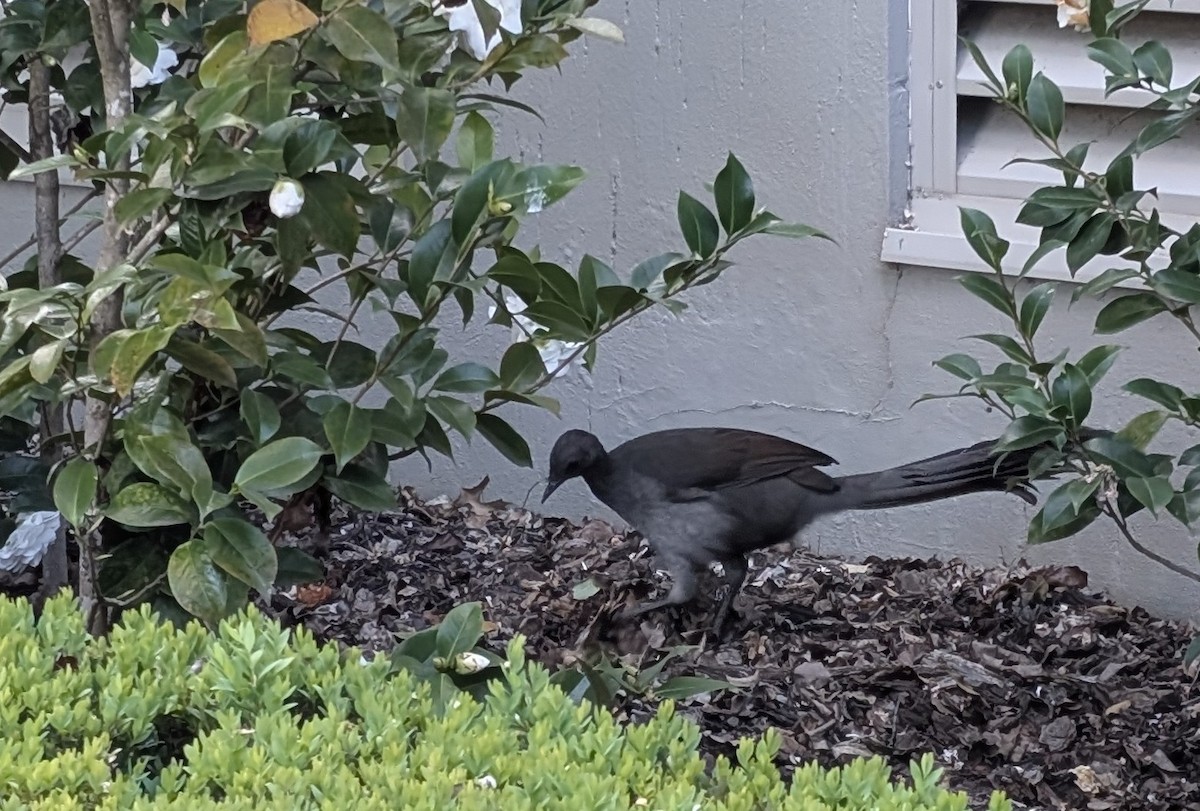 Superb Lyrebird - ML642798938