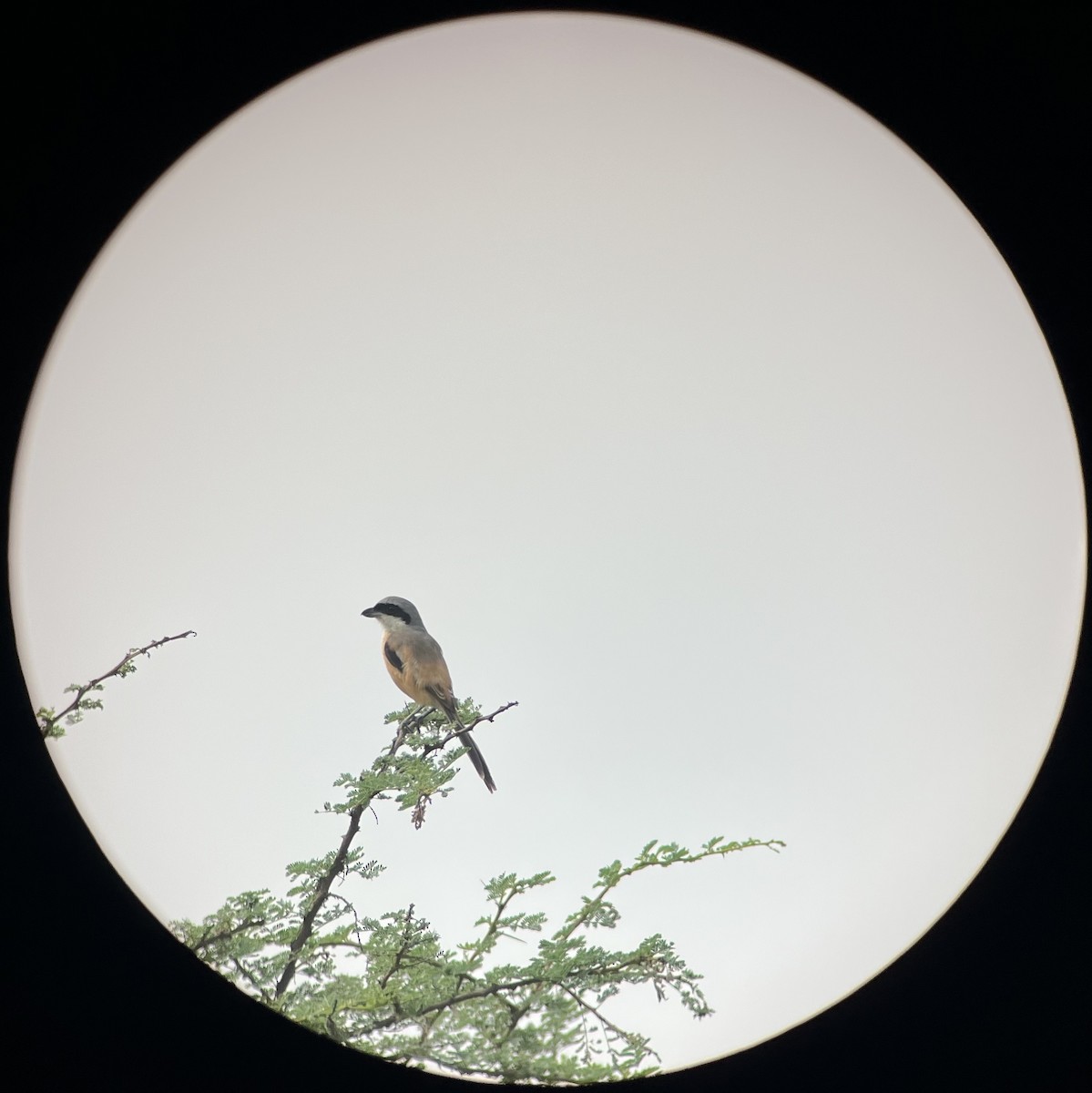 Long-tailed Shrike - ML642798940