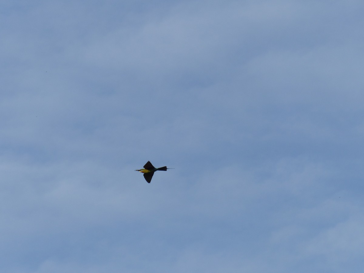 Blue-tailed Bee-eater - ML642798948