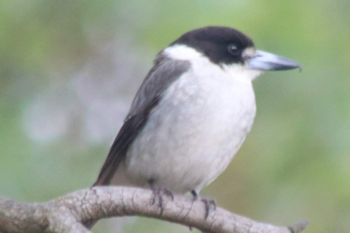 Gray Butcherbird - ML642798955