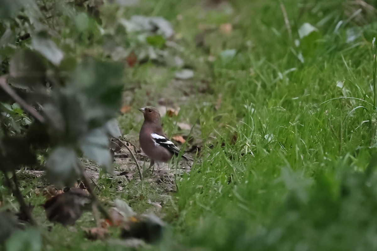 Common Chaffinch - ML642798957