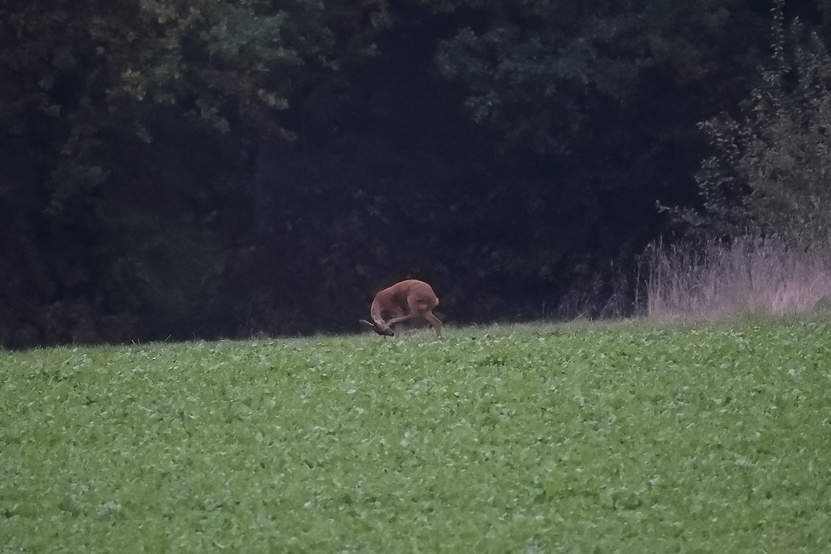 Animals - ML642798961