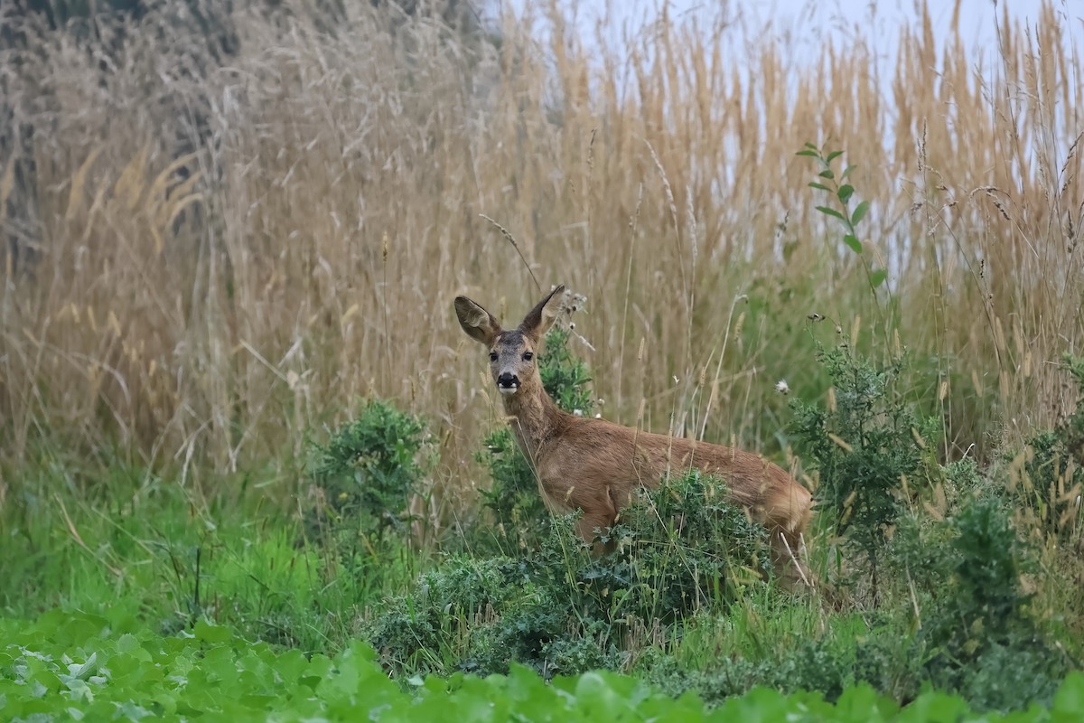 Animals - ML642798962