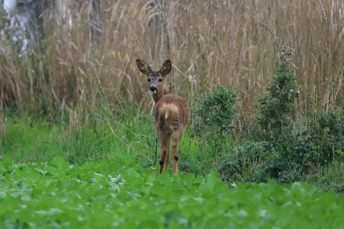 Animals - ML642798963