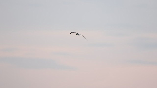 Whiskered Tern - ML642798970