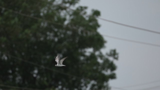 Whiskered Tern - ML642798971