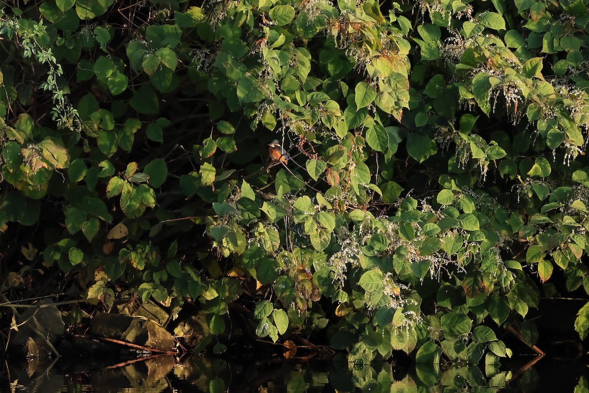 Common Kingfisher - ML642798972