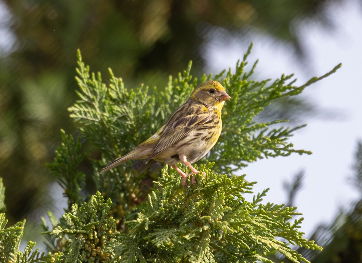 European Serin - ML642798977