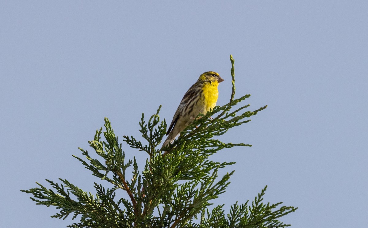 European Serin - ML642798978