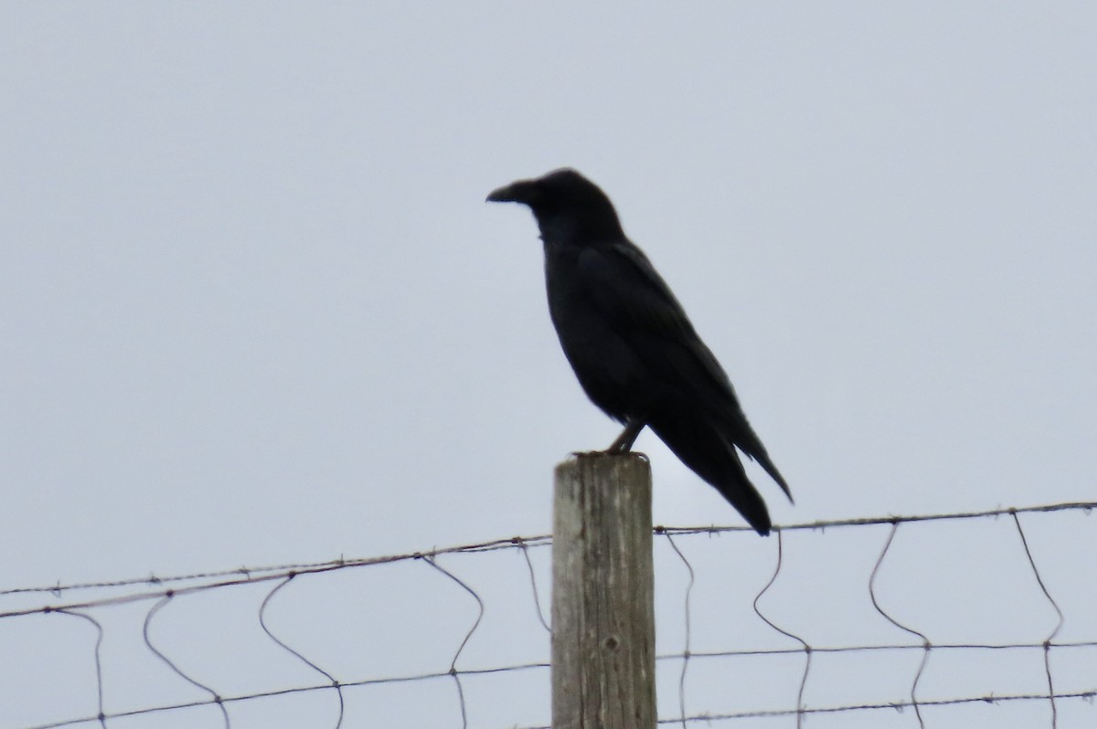 Common Raven - ML642798986