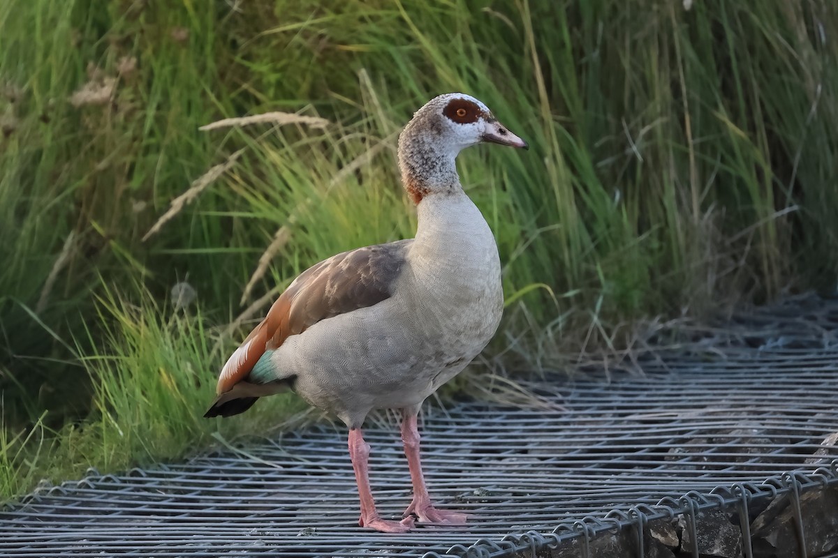 Egyptian Goose - ML642799014